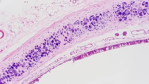 Clean platform diagram connecting tissue data, models, and research insight.